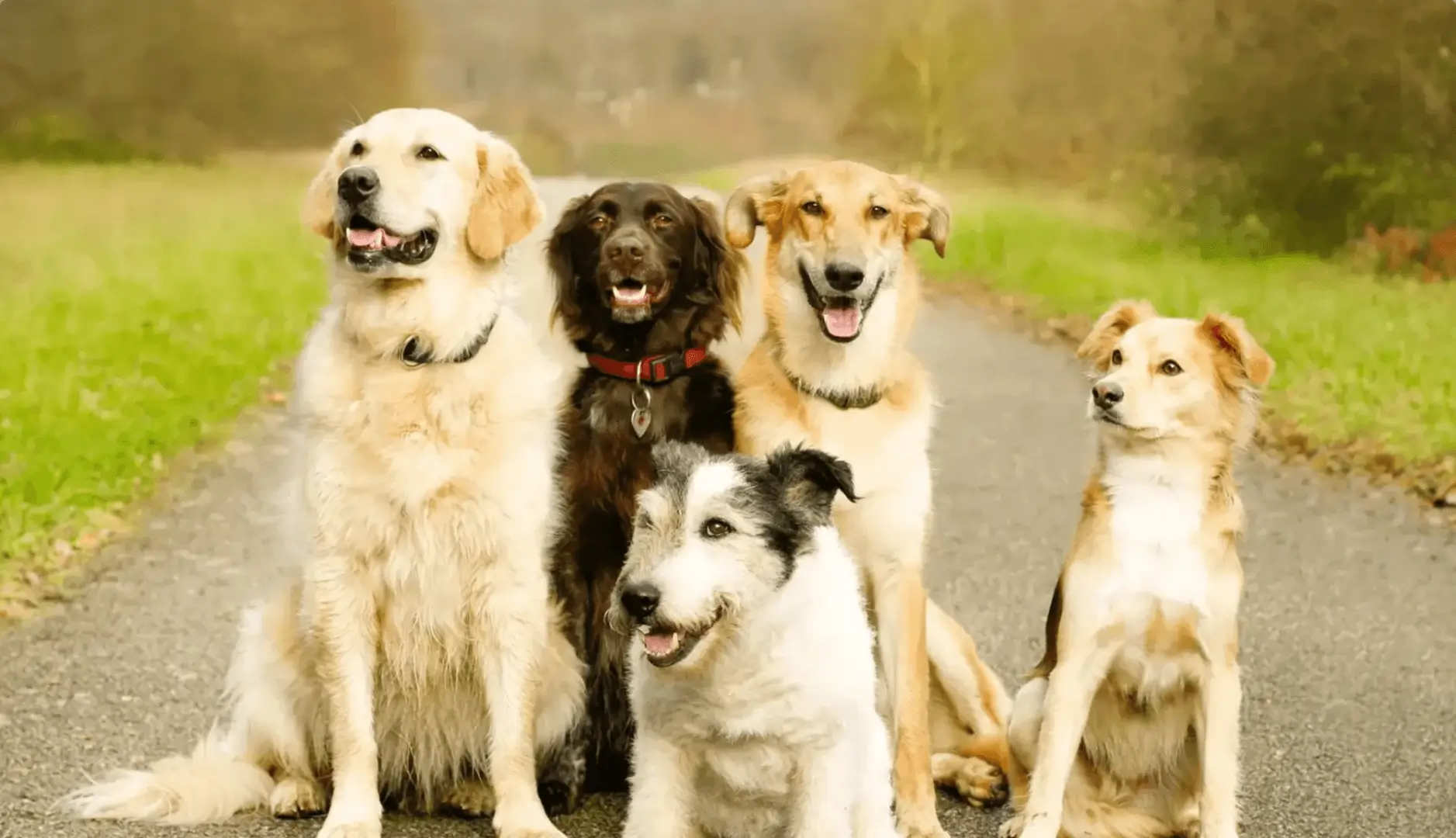 Five dogs sitting on a path outdoors.